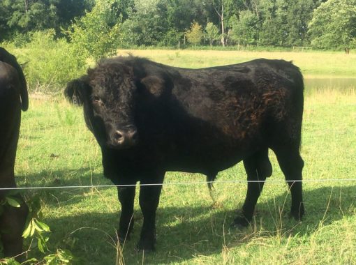 Bojangles the Galloway bull image