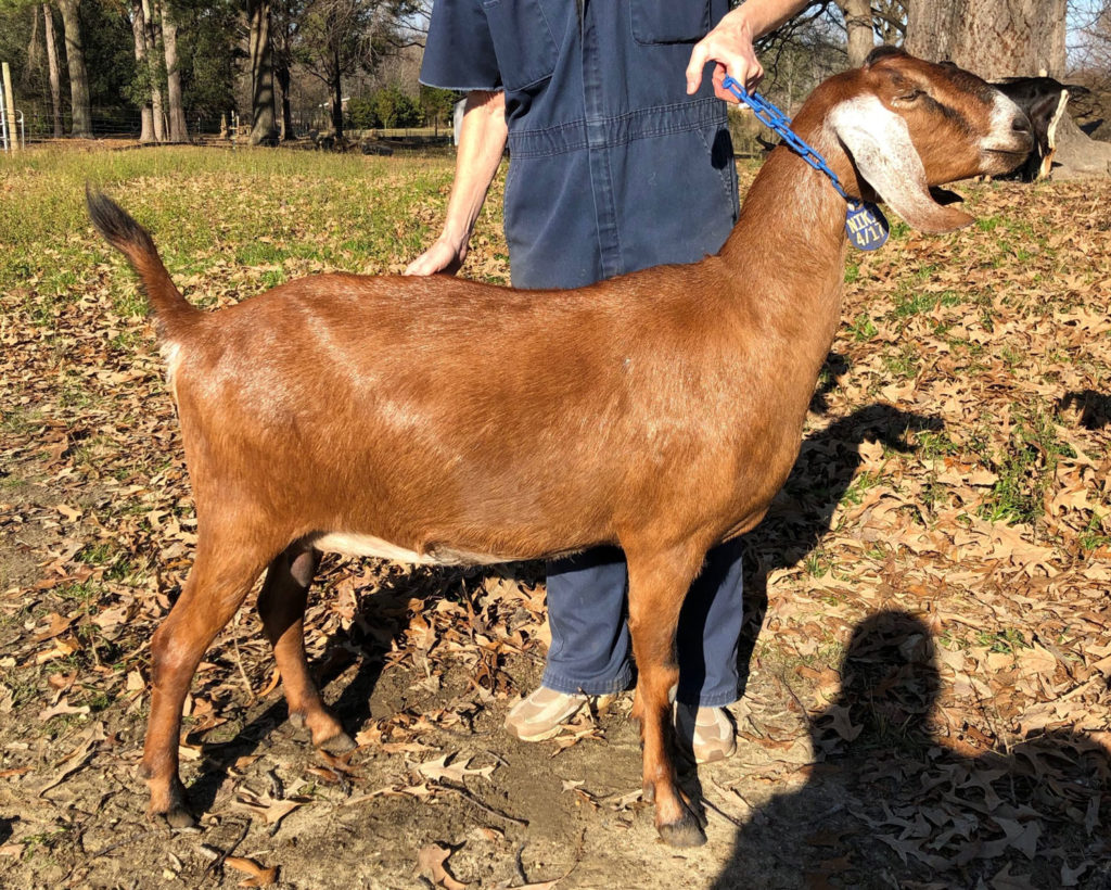 Wool Farm Niki: Full right side profile of mature doe with handler.