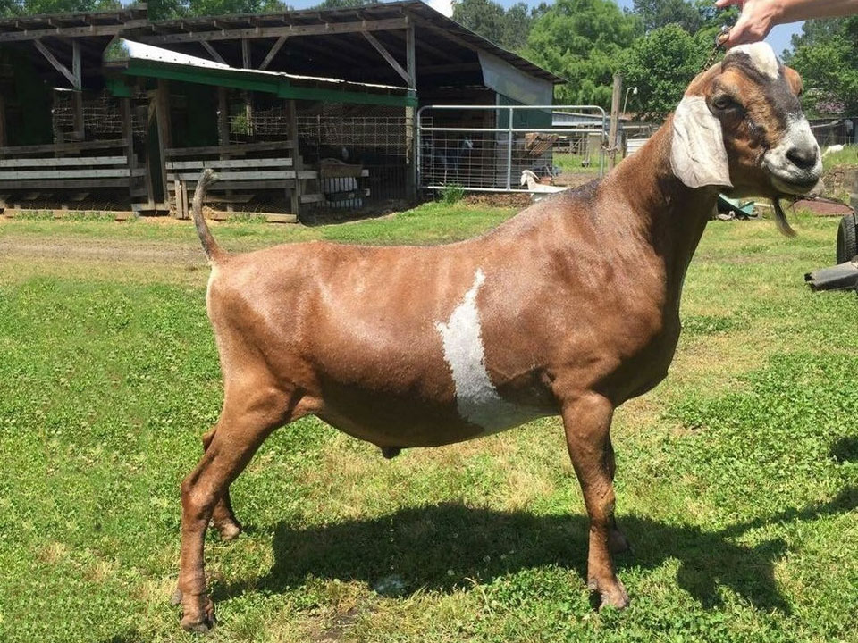 GCH Frog Flat Farm Long Lanky Nathaniel