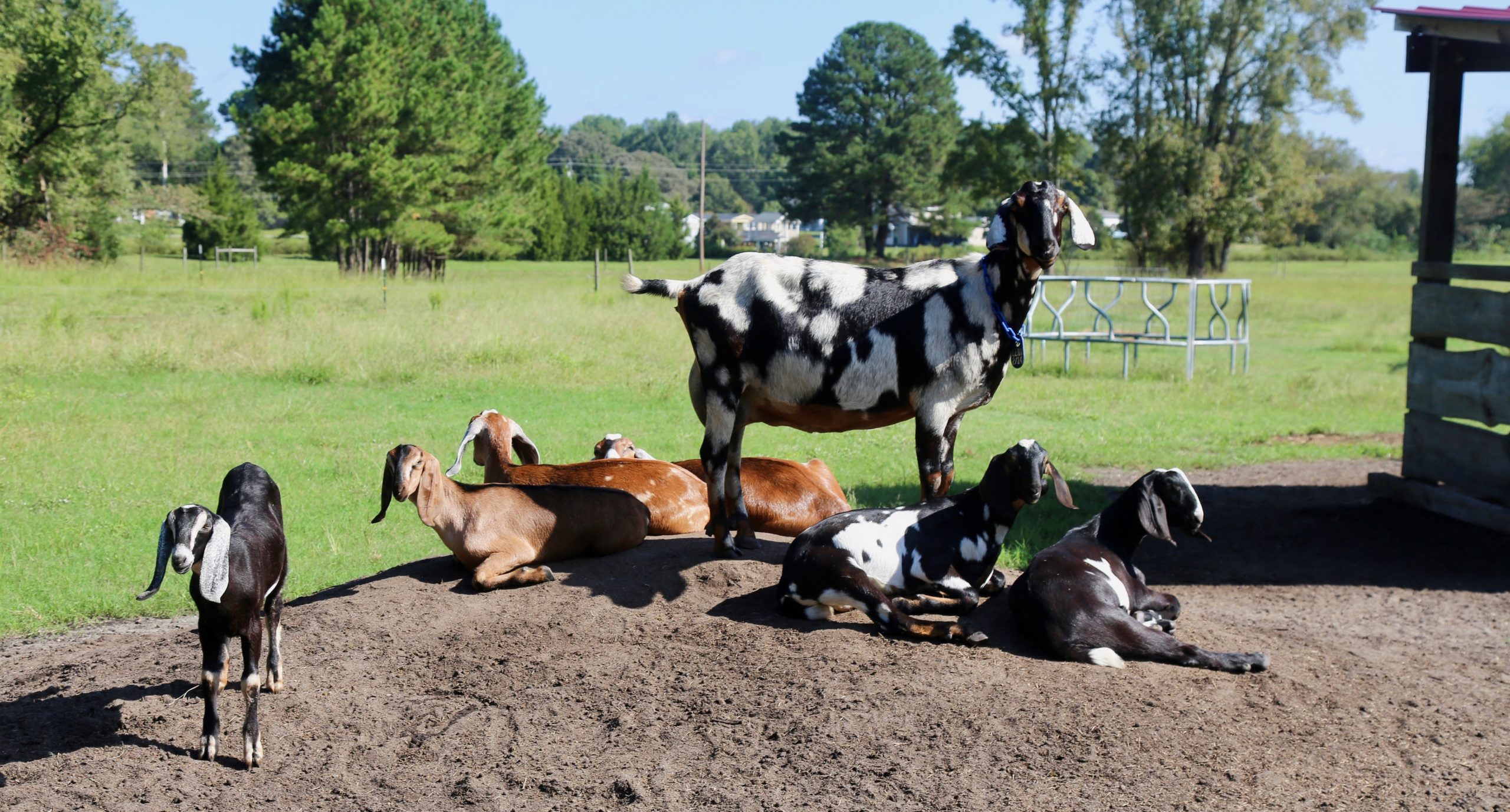 Mature goat standing over several kids laying down.