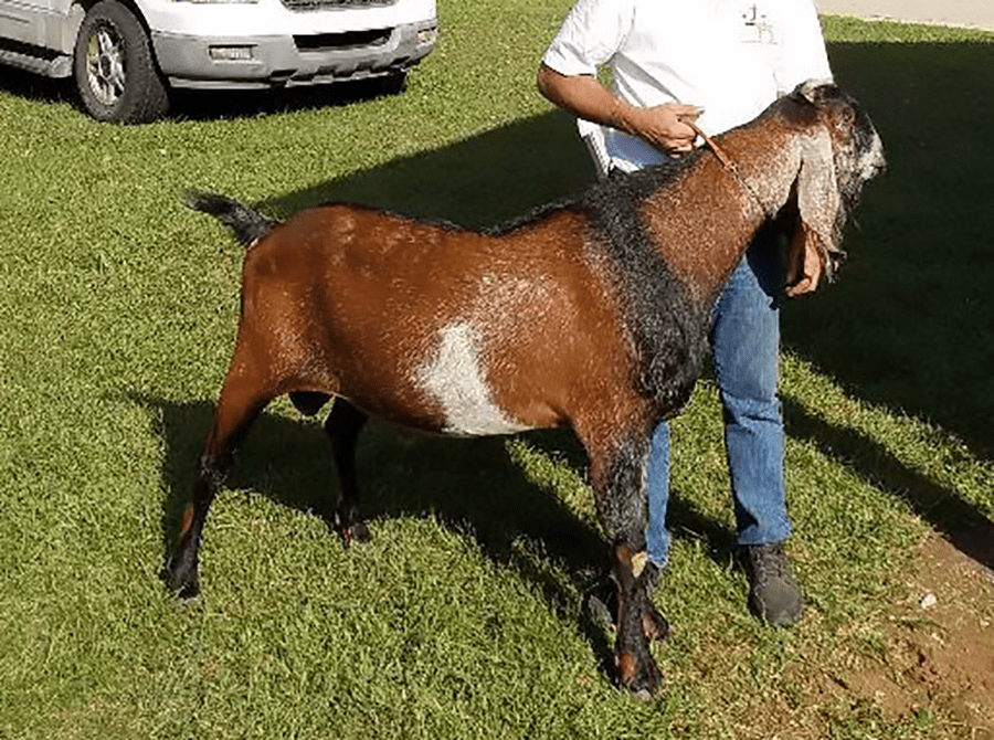 Right profile of mature buck: J&M Hideaway Jupiter, sire of Renegade