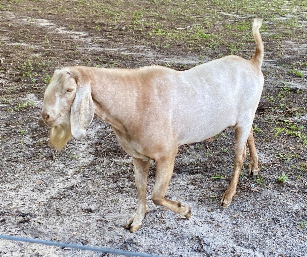 Left profile mature buck: Morgen Star ABJ Renegade