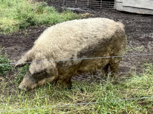 Curly, Mangalitsa Boar