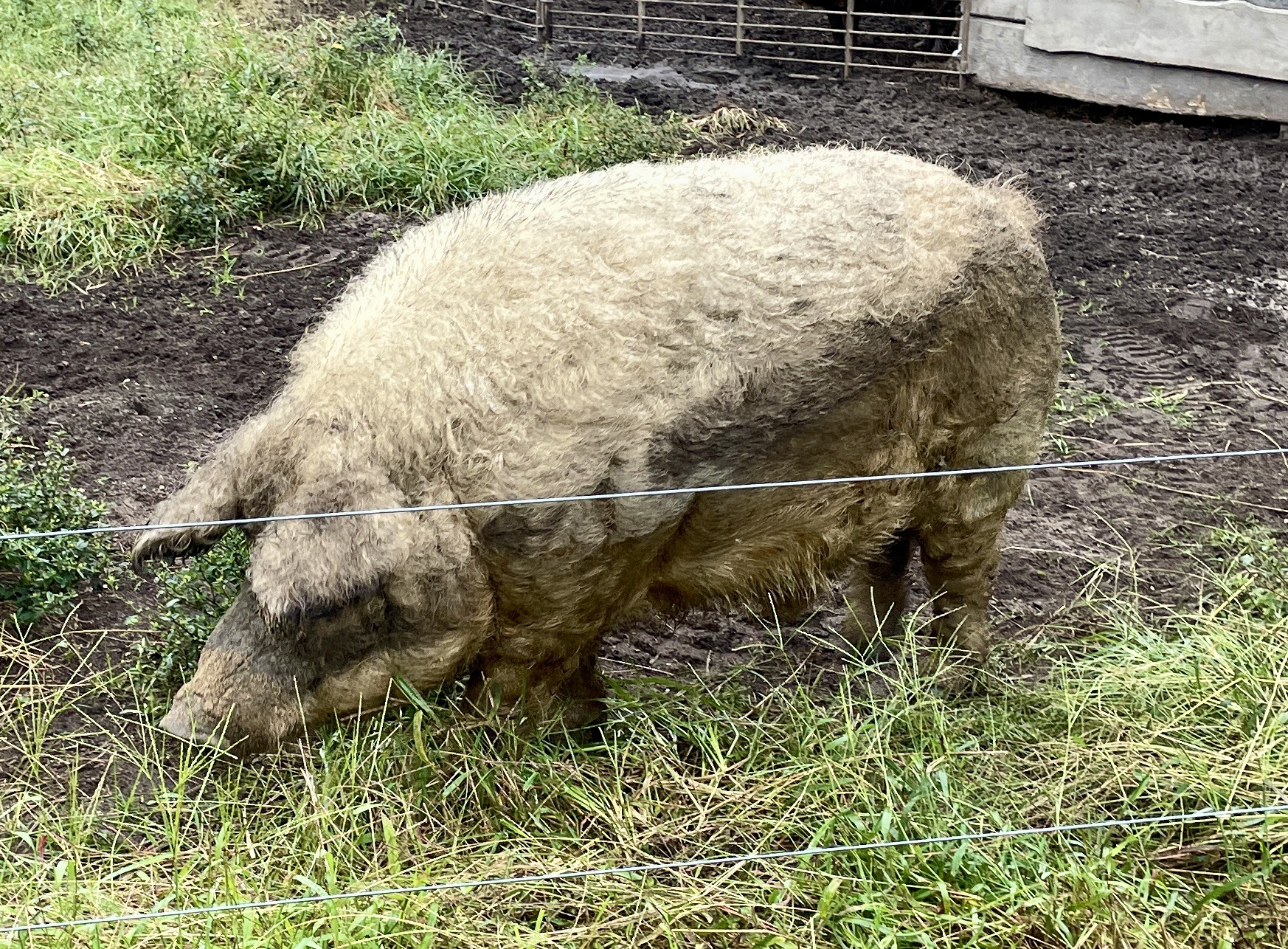 Curly, Mangalitsa Boar