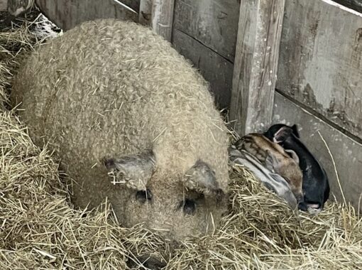 White Mangalitsa Mama