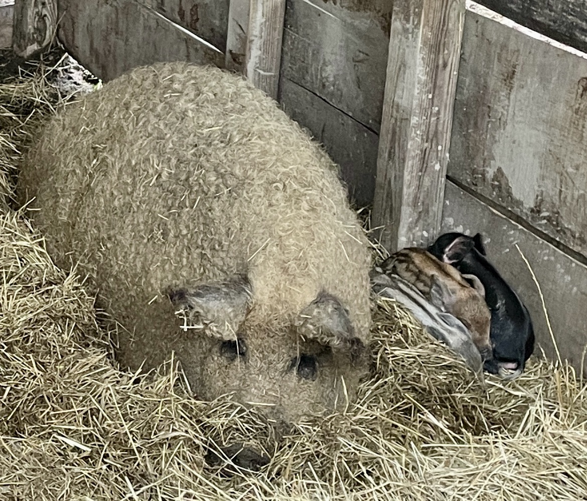 White Mangalitsa Mama