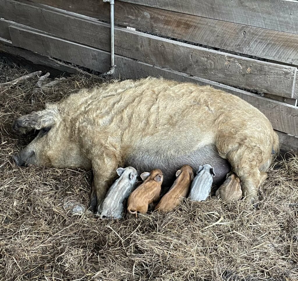 Sow nursing piglets image