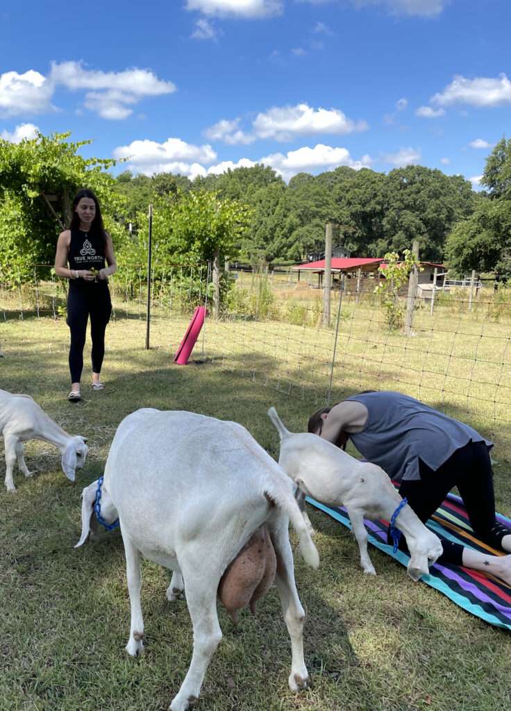 Goats saying hello during goat yoga