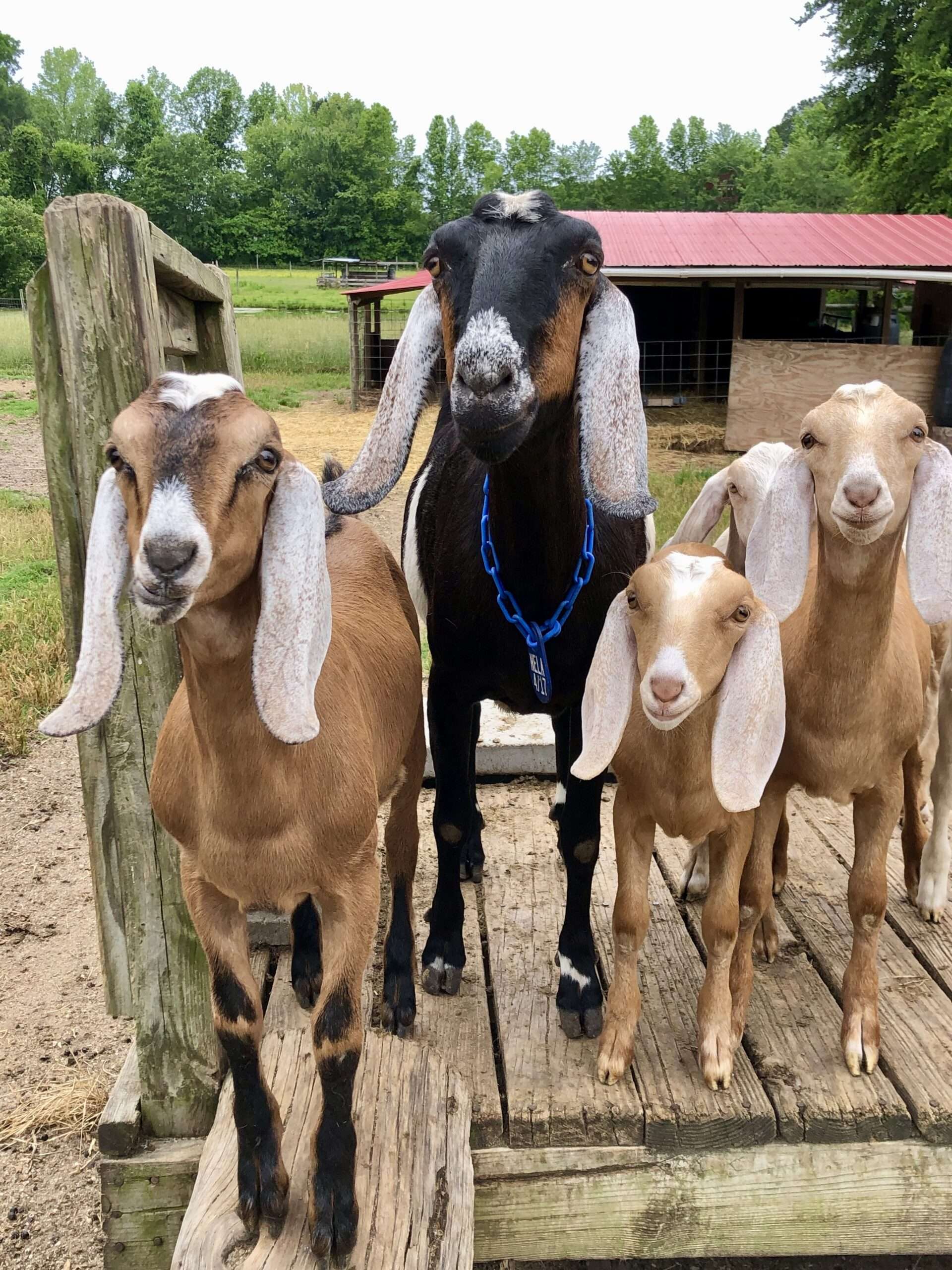 Registered Nubian Dairy Goats: Senior milking doe, Wool Farm Nela, shown with kids.