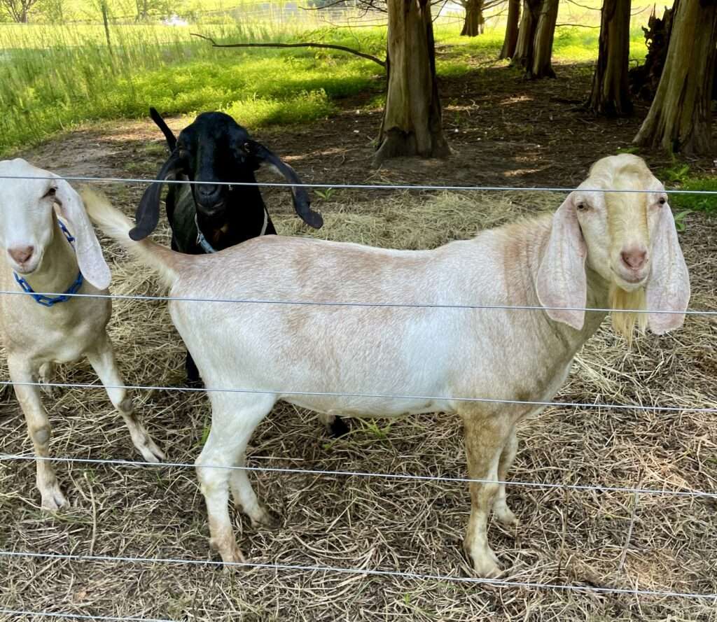 Registered Nubian dairy goats; junior herd sire: Wool Farm Billy Ray Cyrus.