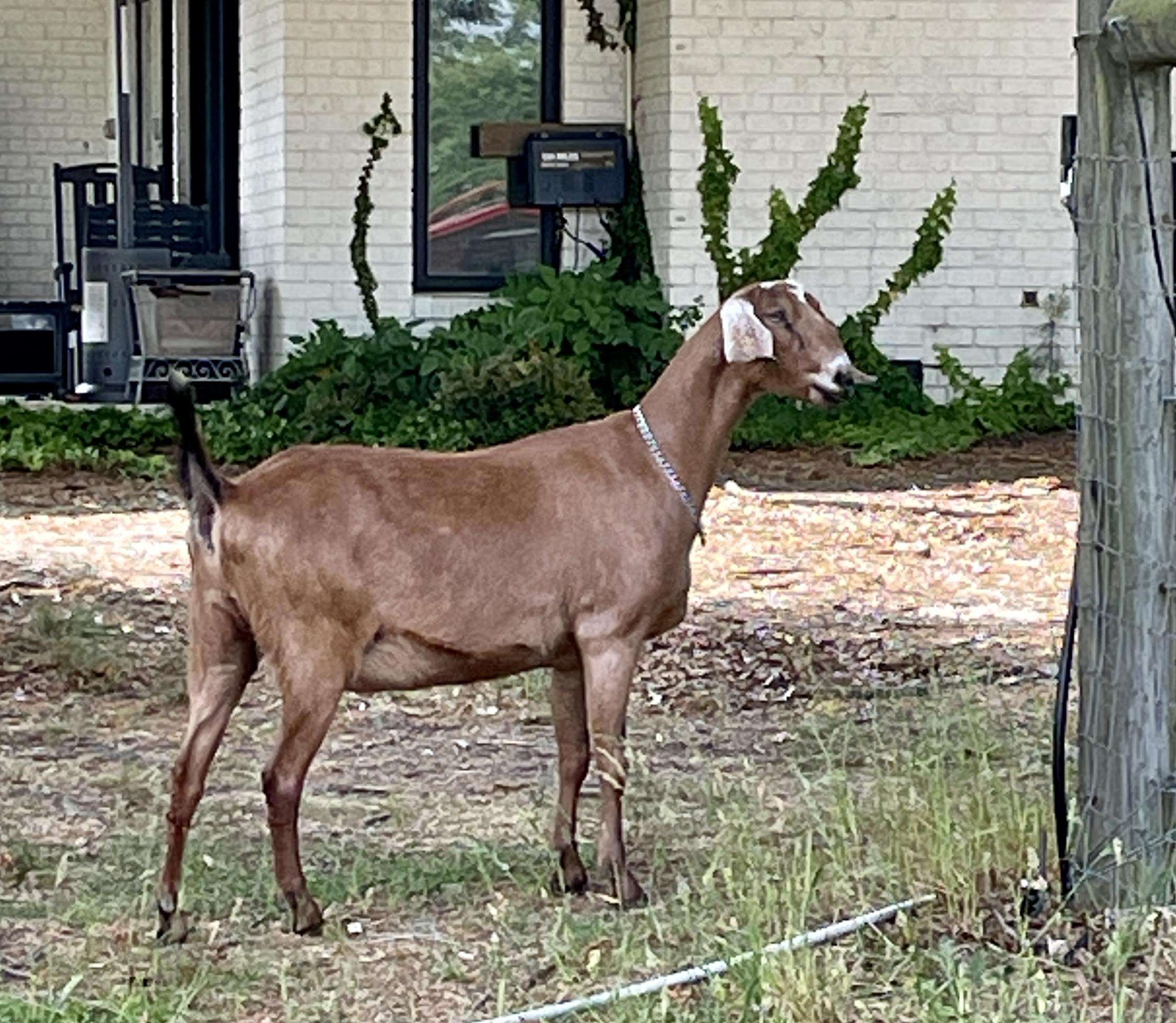 Mature brown female goat: full right side profile Wool Farm Butter.