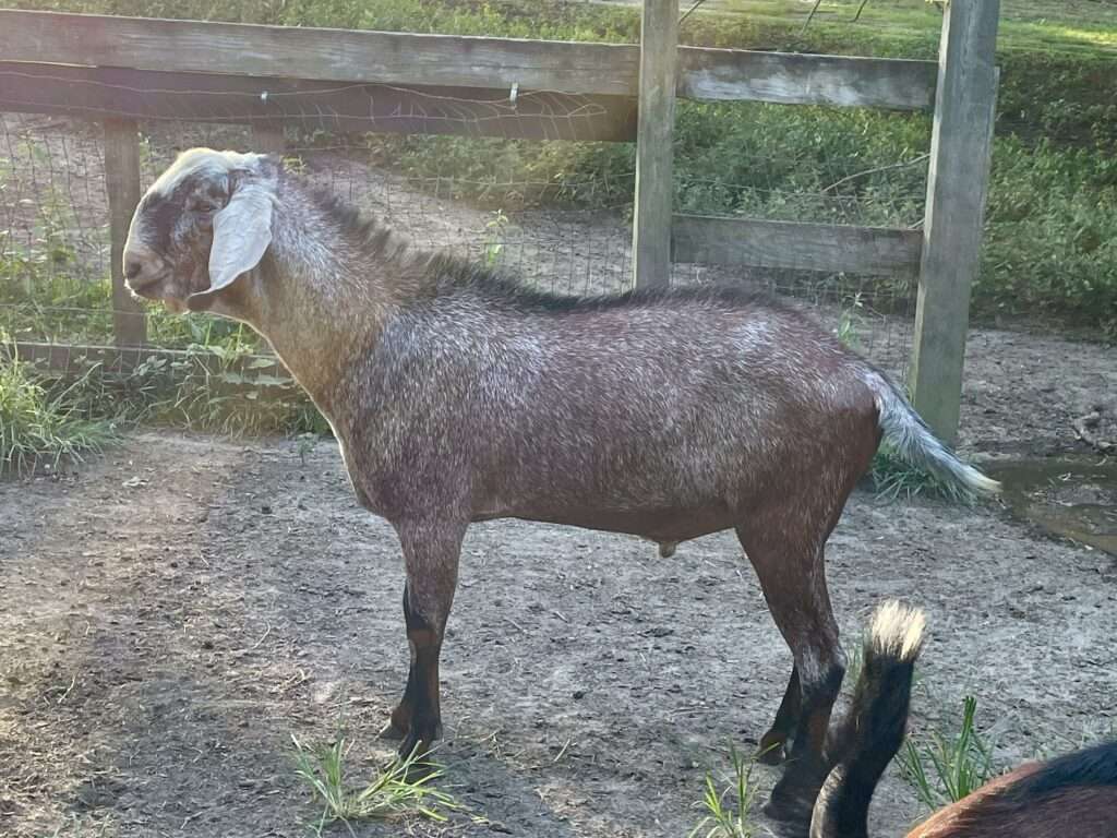 Buck for sale: 2023 son of Frog Flat LZ Steely Dan and Wool Farm Niki.