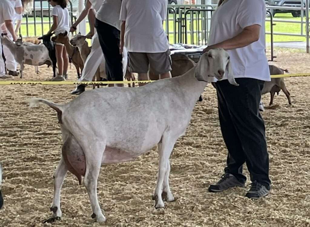 Goat in the show ring: Wool Farm Tupelo, right side profile.