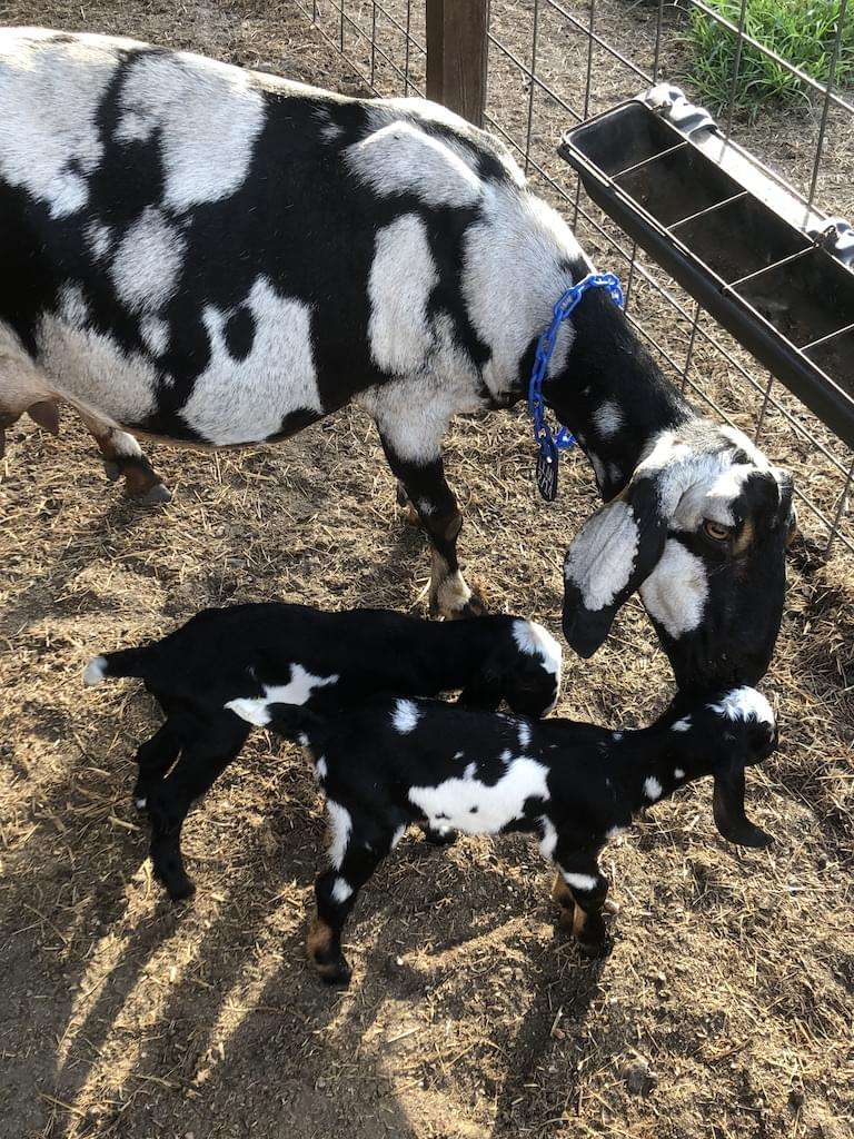 Mother goat, Morgen Star Leah, sniffing two black kid goats.