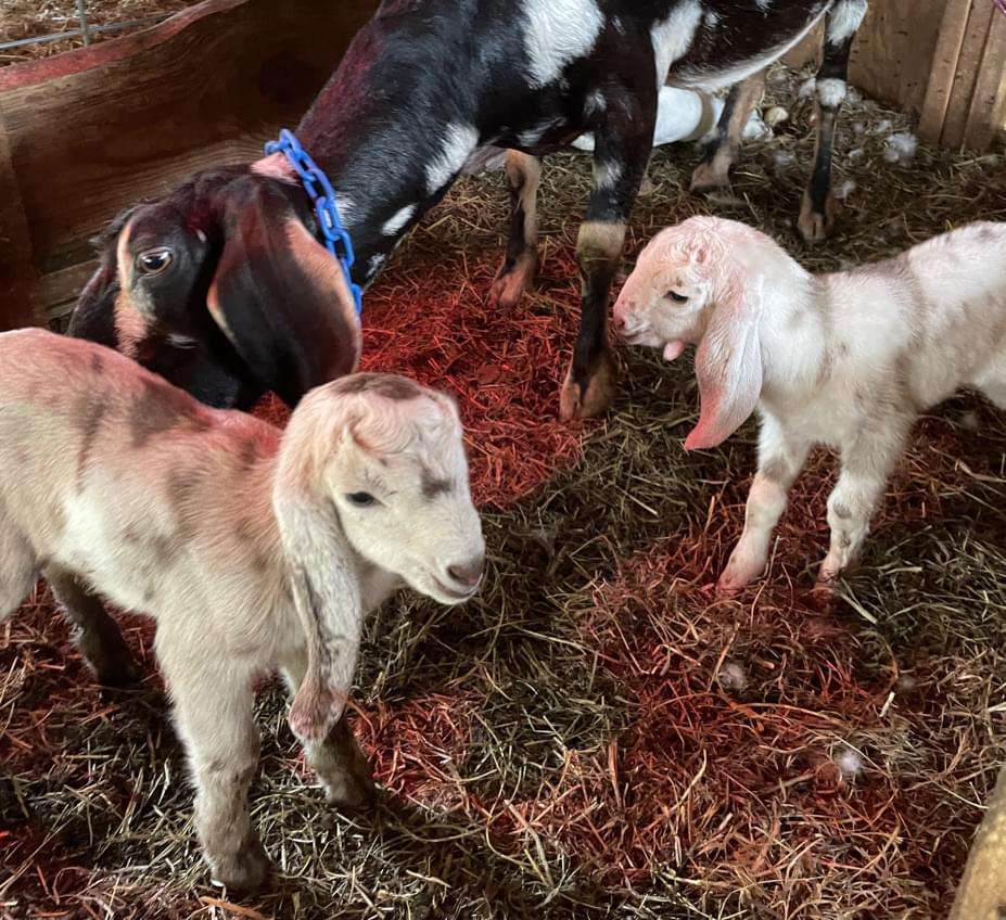 Mother goat, Wool Farm River, sniffing white spotted doe kids.