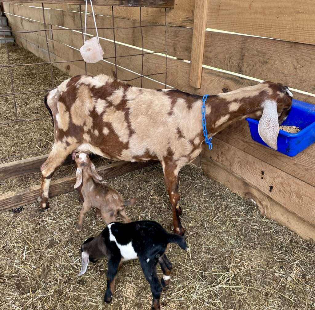 Mother goat, Wool Farm Jewel, with two spotted buck kids.