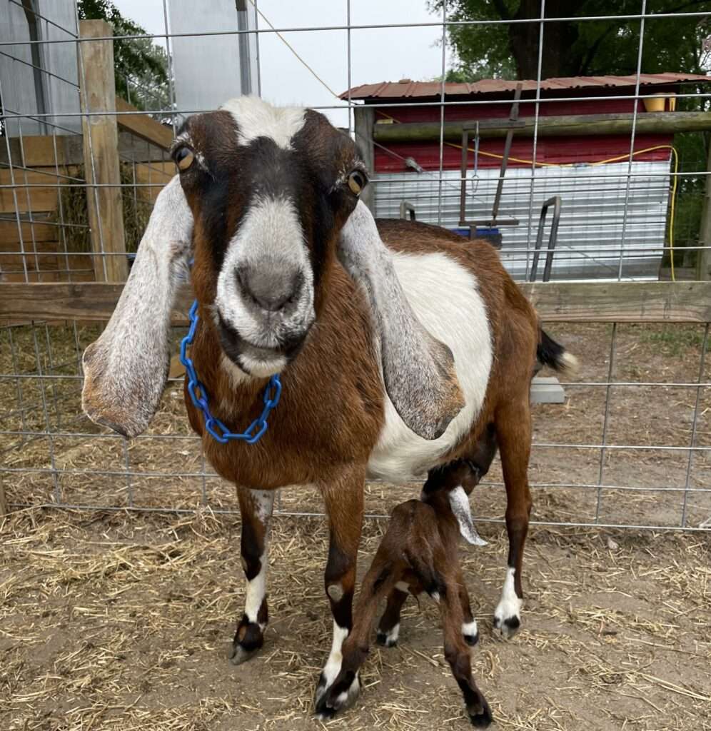 Mother goat, Morgen Star Misty, nursing her doe kid.