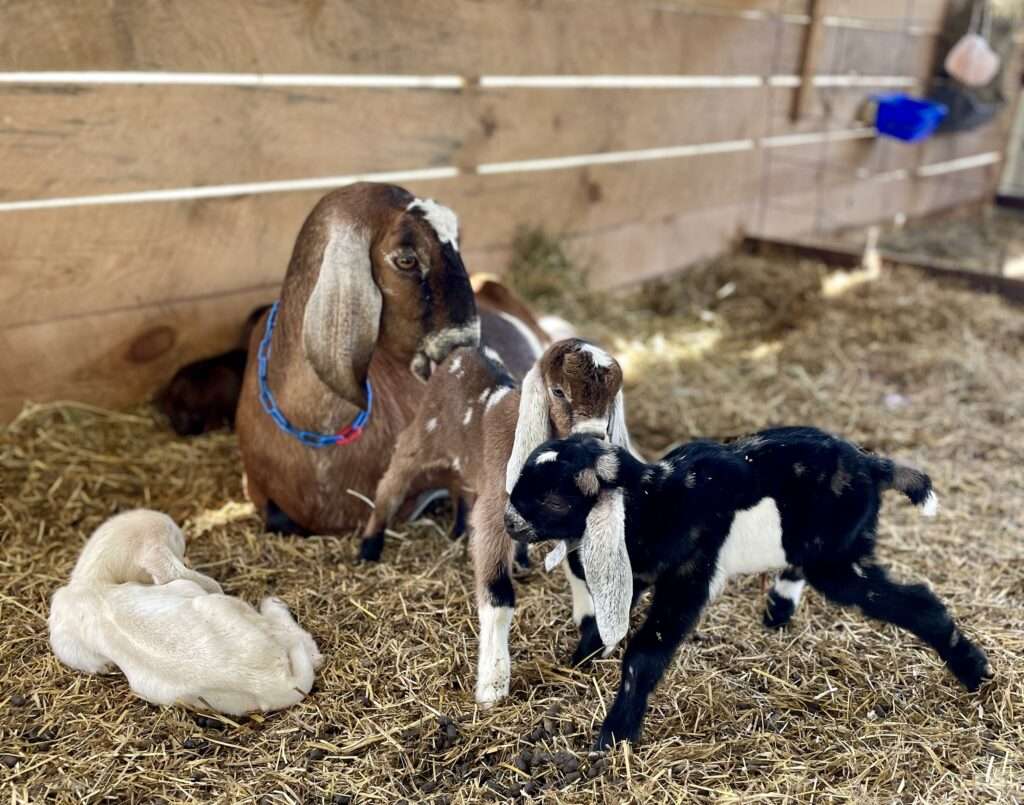 Goat, Wool Farm Maxi, with four newborn kids.