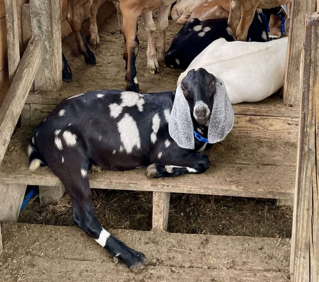 Registered Nubian dairy goats; junior herd sire: Wool Farm Echo.