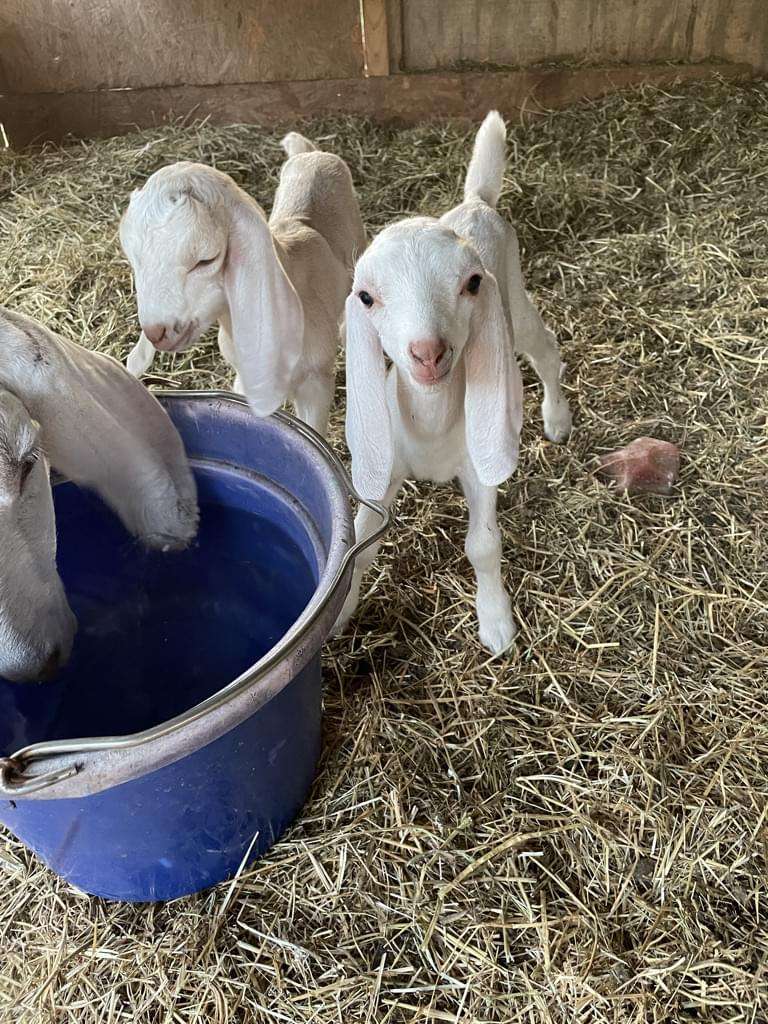 Two white kids, Tia and Thomas, with mother goat, Wool Farm Tupelo.