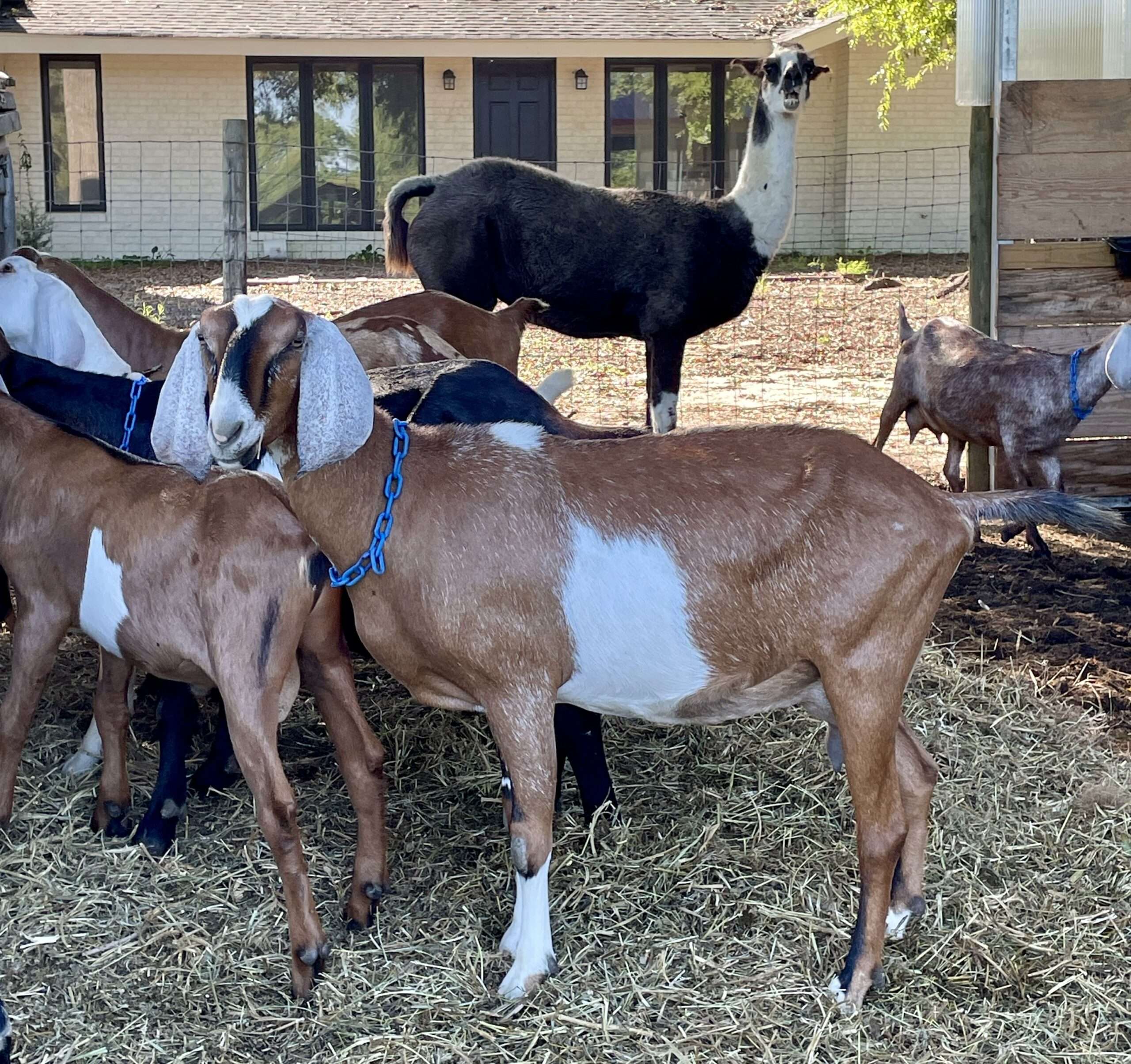 Brown goat with white belt: full left profile of Wool Farm Cali.