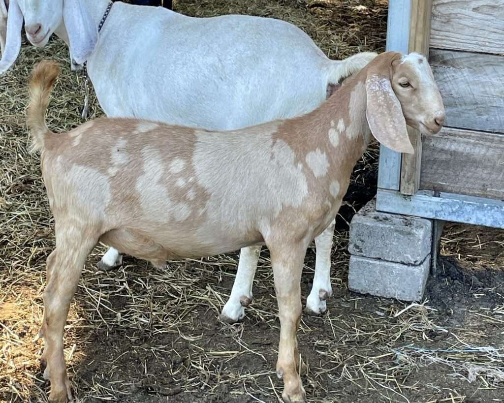 Right side profile of buck kid: Wool Farm Chaos.