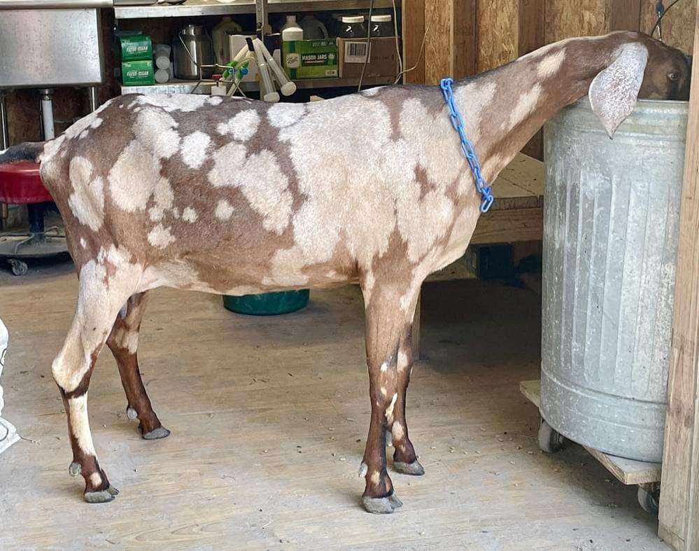 Right side profile of goat, Wool Farm Jewel, with head in trash can.