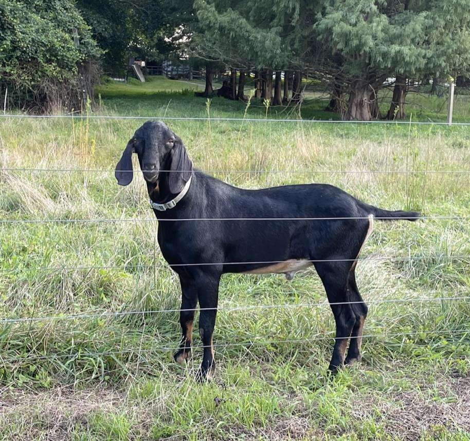 "Fame" — black male goat left side profile.