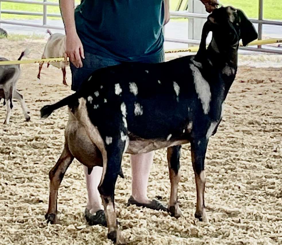 Nubian dairy goat, Wool Farm River, in the show ring.