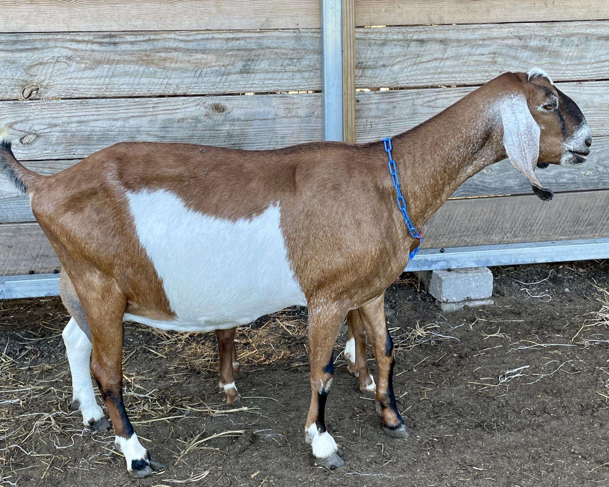 Purebred Nubian doe: Wool Farm Maxine.