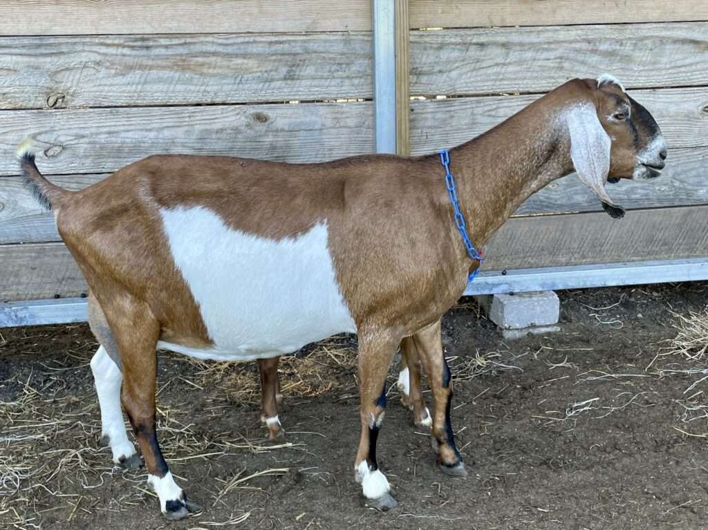 Purebred Nubian doe: Wool Farm Maxine.