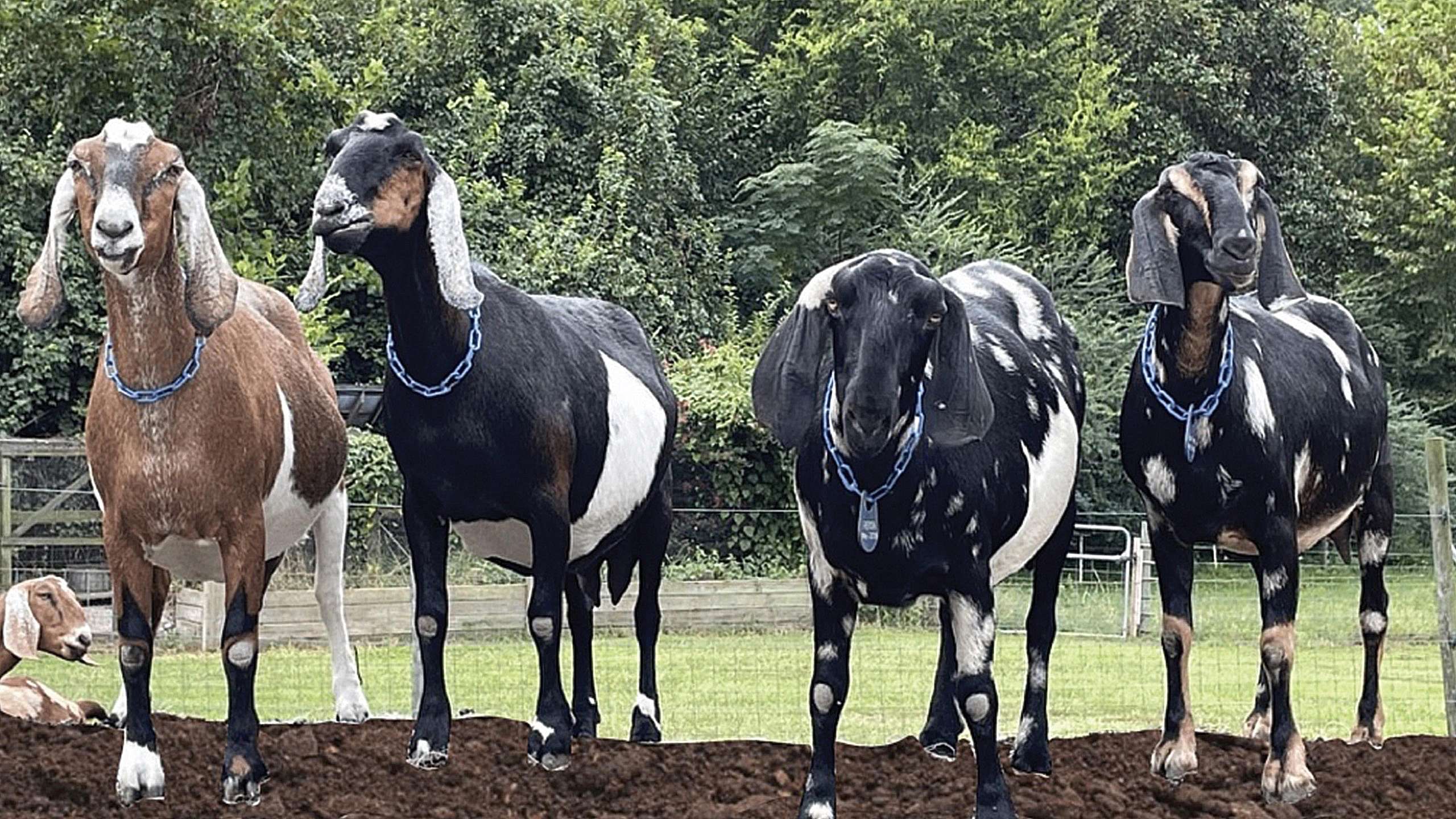 Four Nubian does standing on a dirt mound: Maxi, Nela, Reign, River.