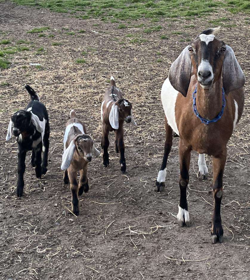 Mama goat with three kids