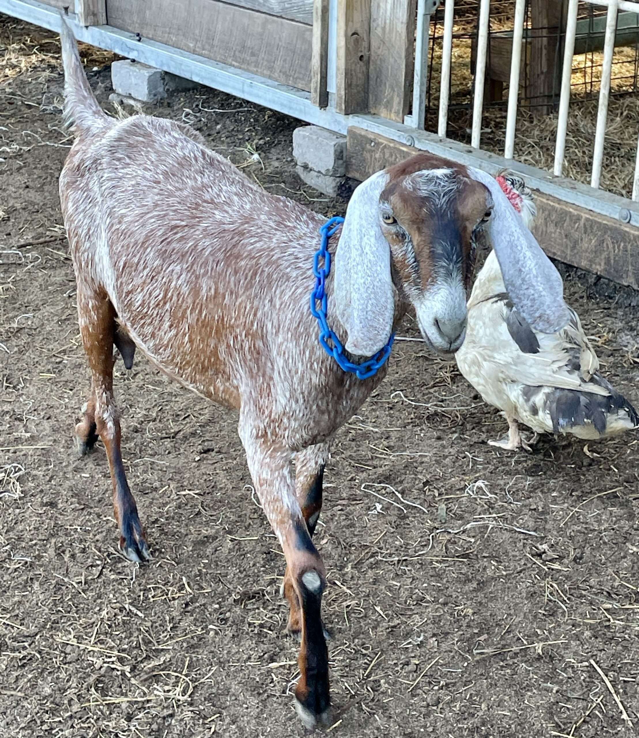 Young red roan doe: Wool Farm Selene.