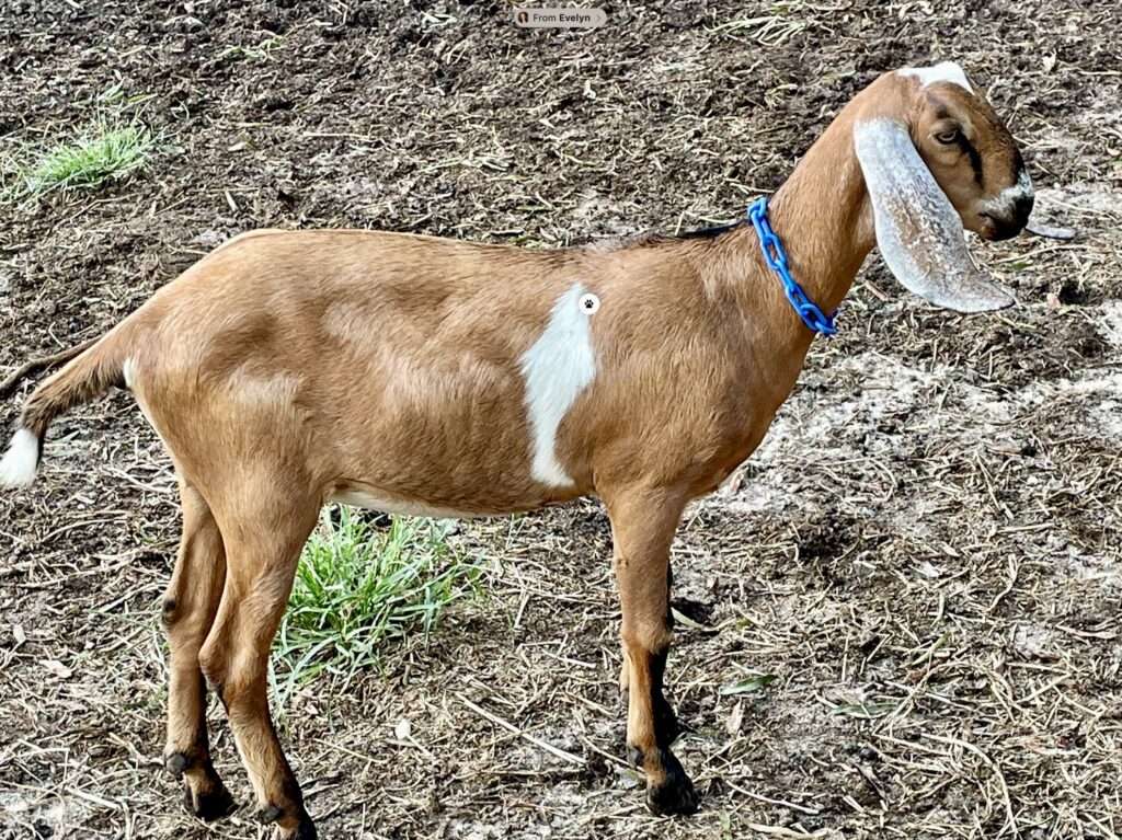 Right side profile of doe kid: Wool Farm Spear.