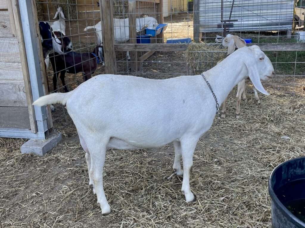 Full right side profile of two year old doe: Wool Farm Tornado Tia.