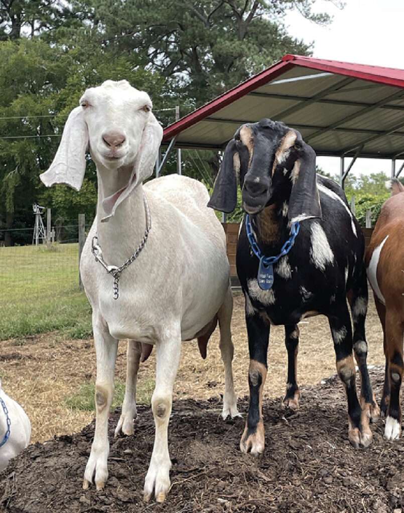 Two of The Wool Family Farm's Nubian goats—a white goat named Lace and a black goat with white spots named River.