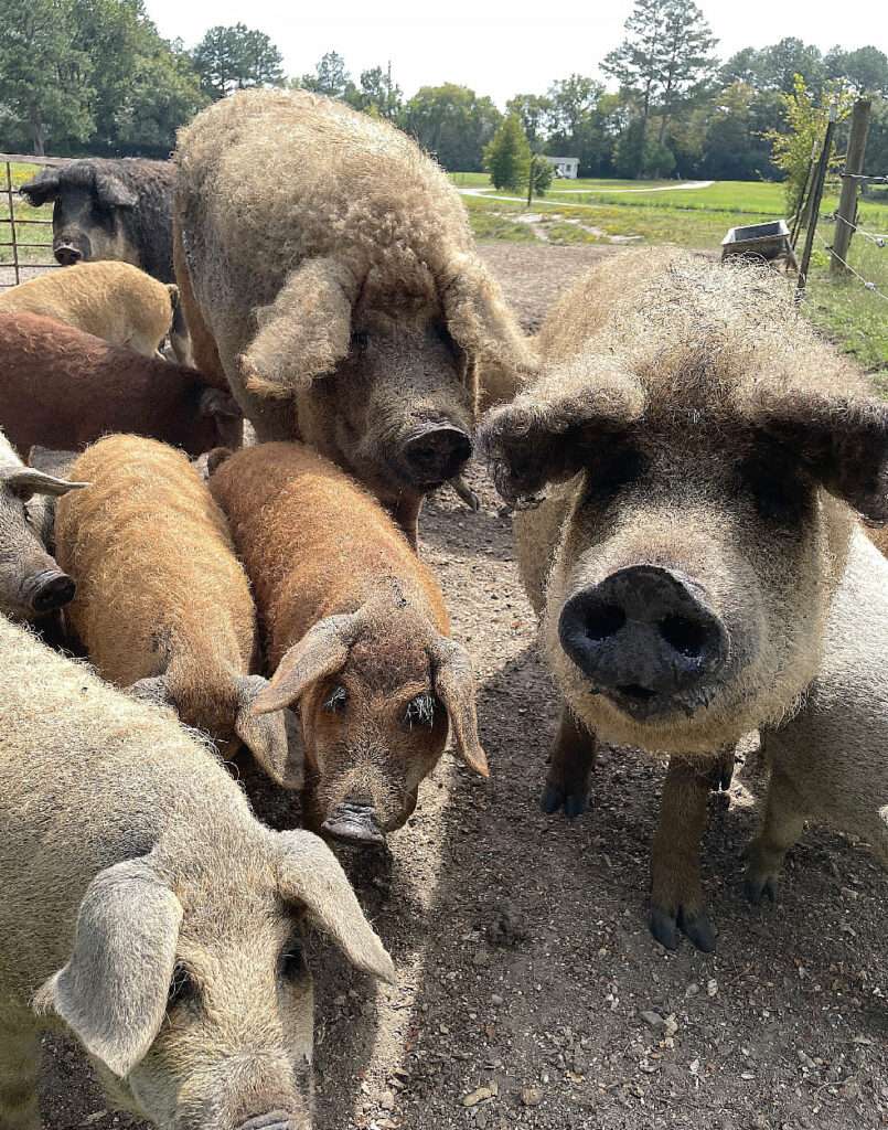 Group of The Wool Family Farm's Mangalitsa Pigs.