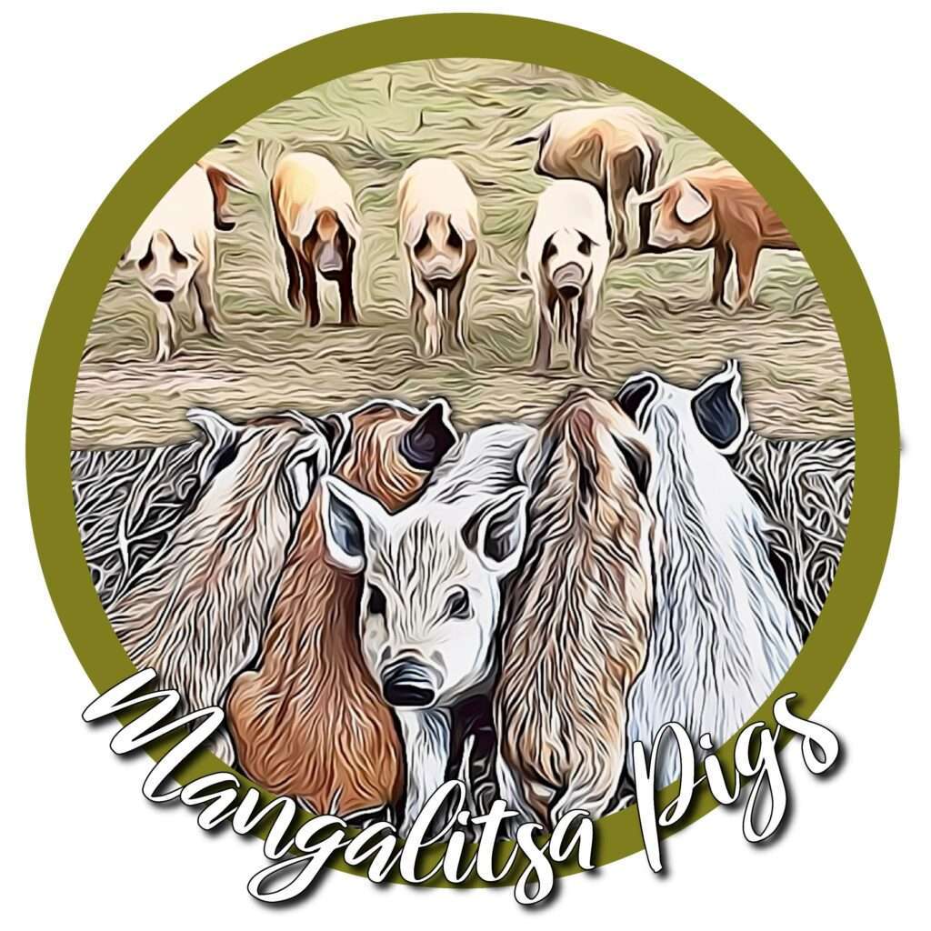 Mangalitsa Pigs badge image 