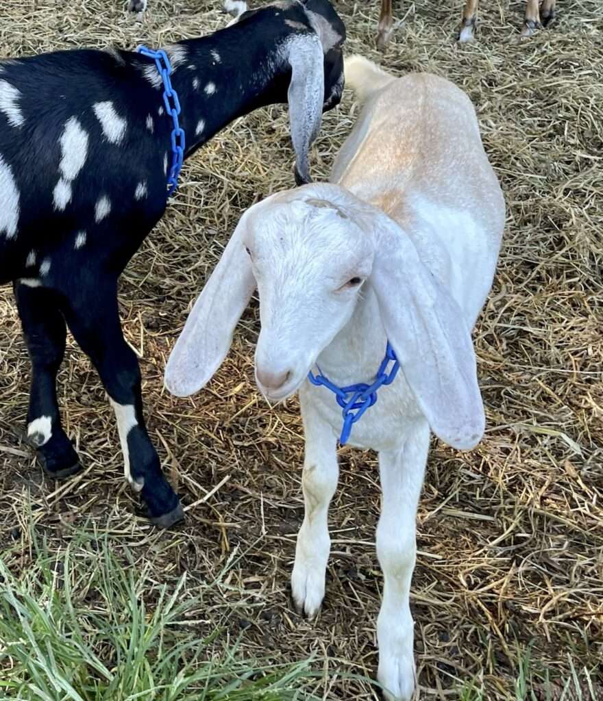 Front/left profile of young white doe.