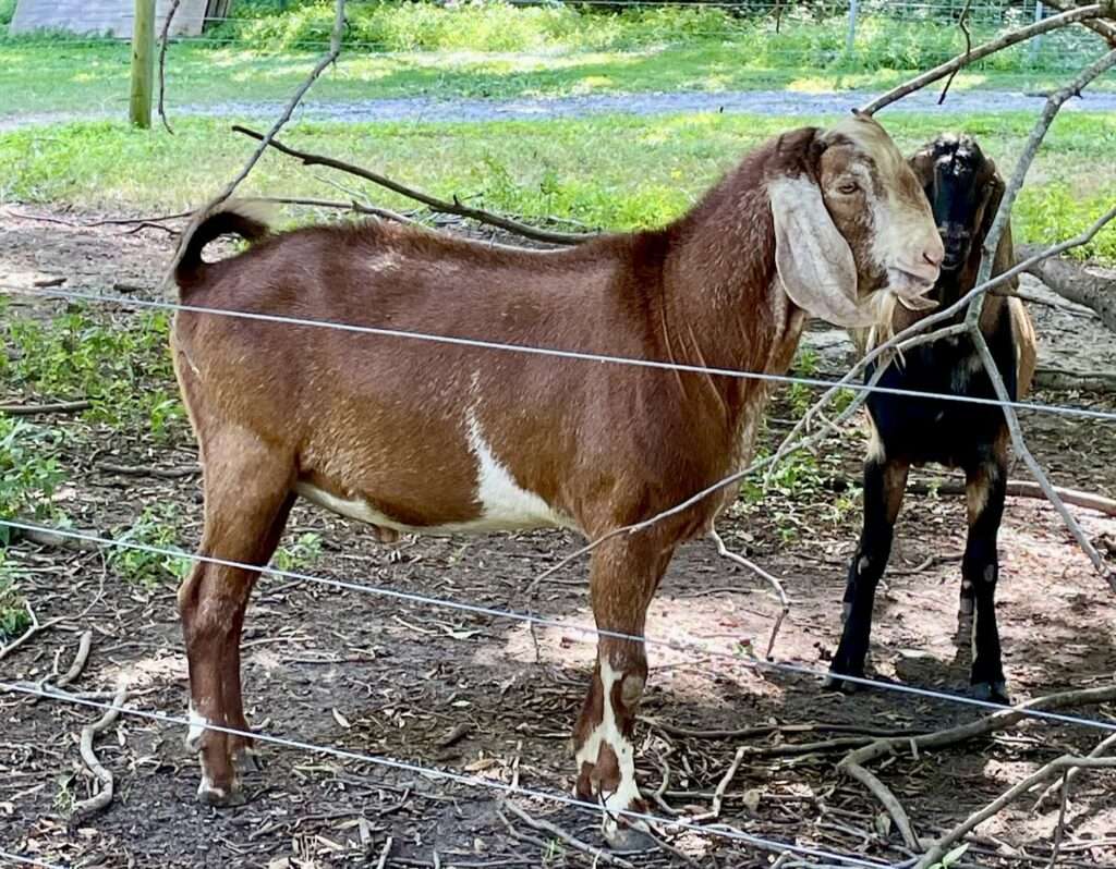 Right side profile of a mature, red Nubian buck.