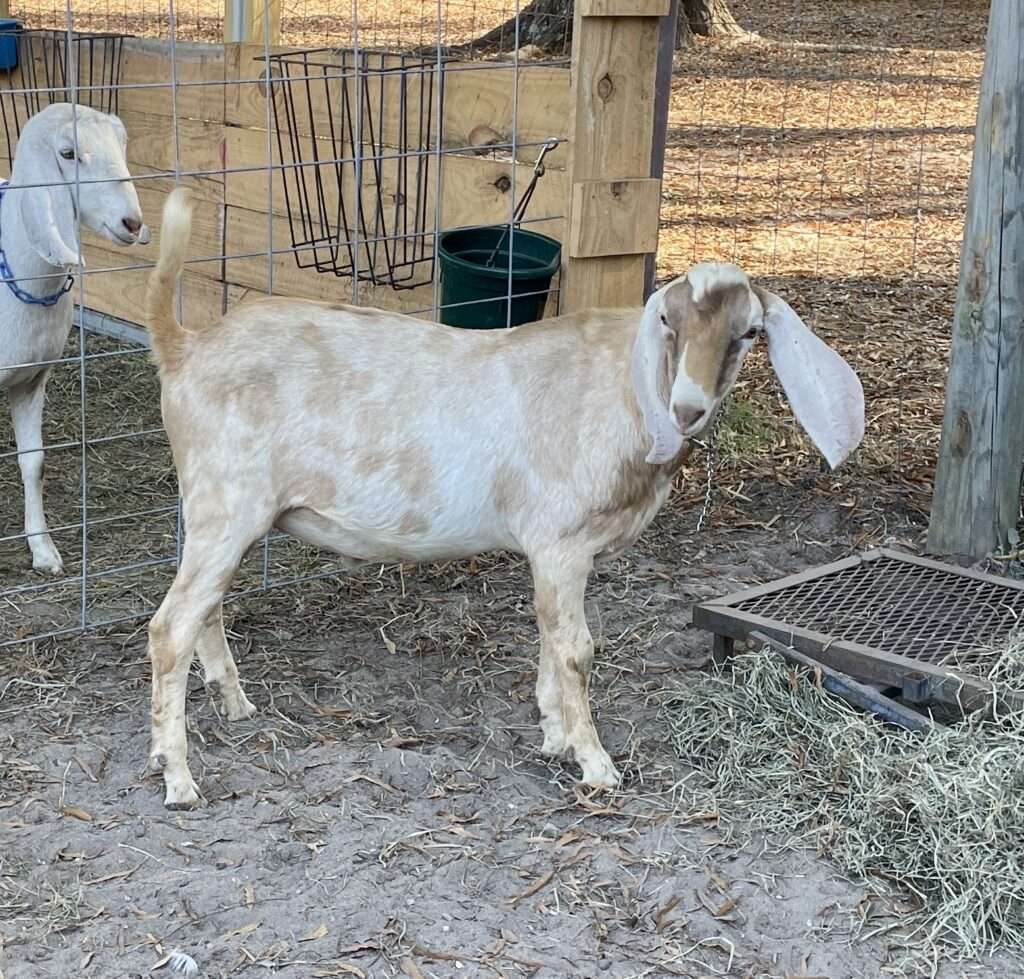 Full right side profile of Wool Farm Atlas at one year old.