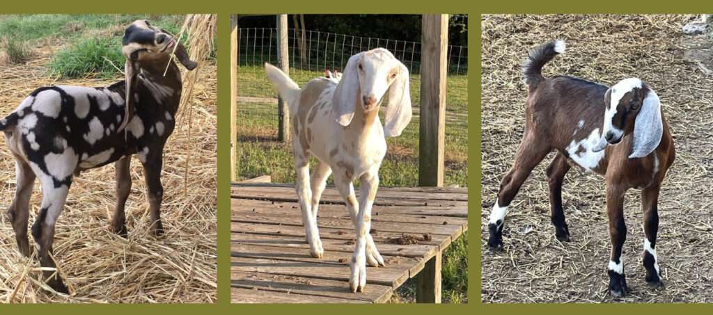 Collage—three Nubian doe kids.