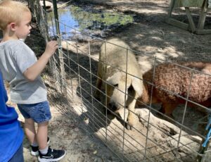 Boy and two curly-furred pigs