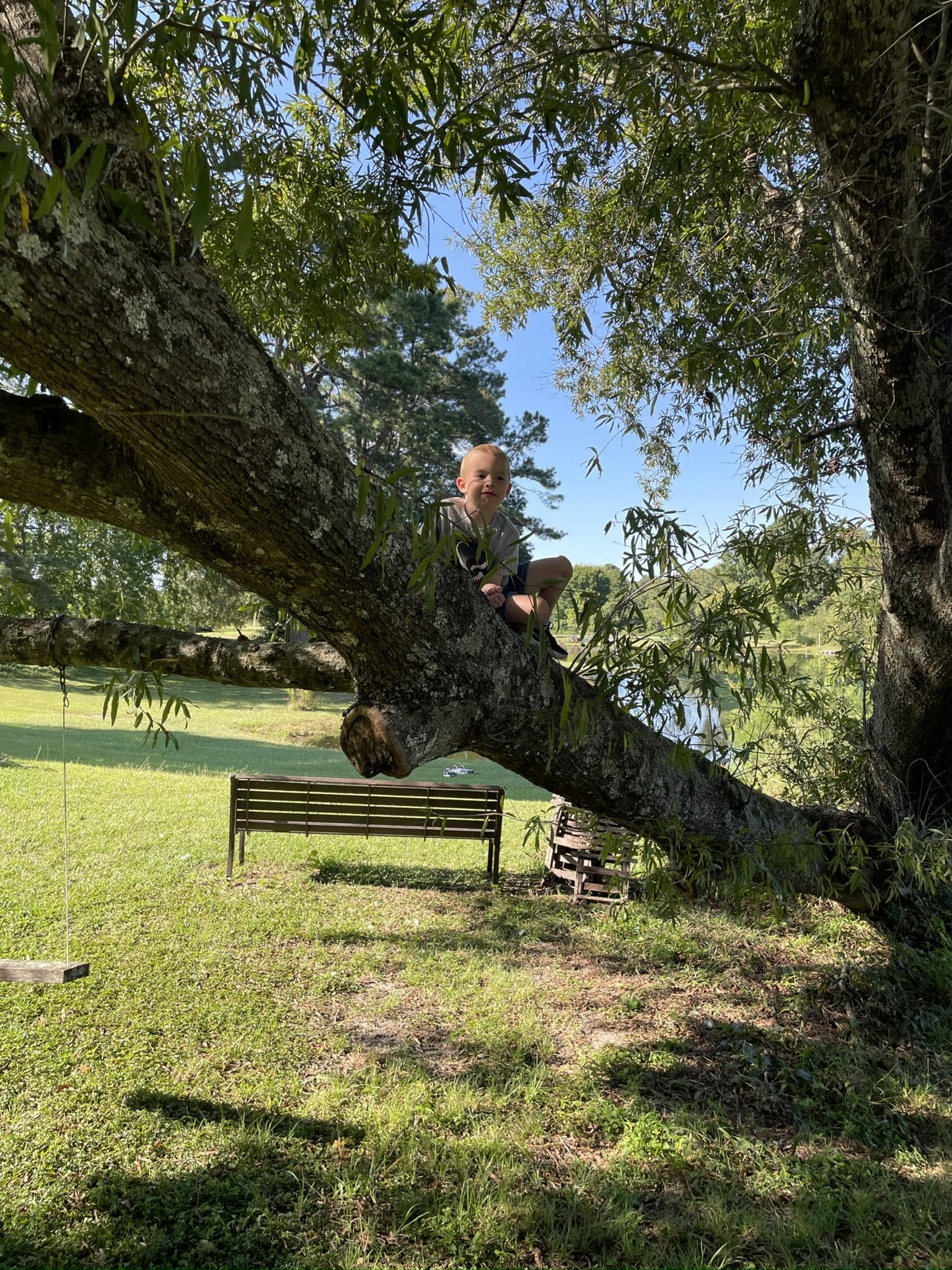 Boy in tree