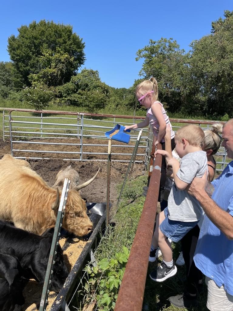 Girl feeding cow