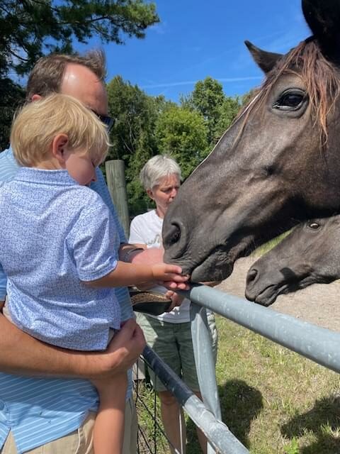 Young child feeding horse