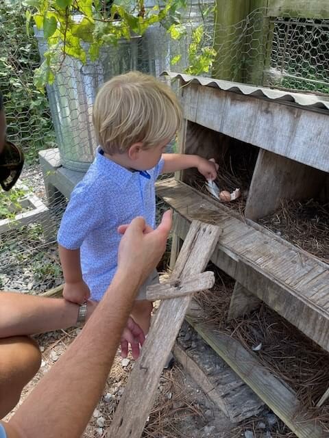 Young child finding an egg in the nest box