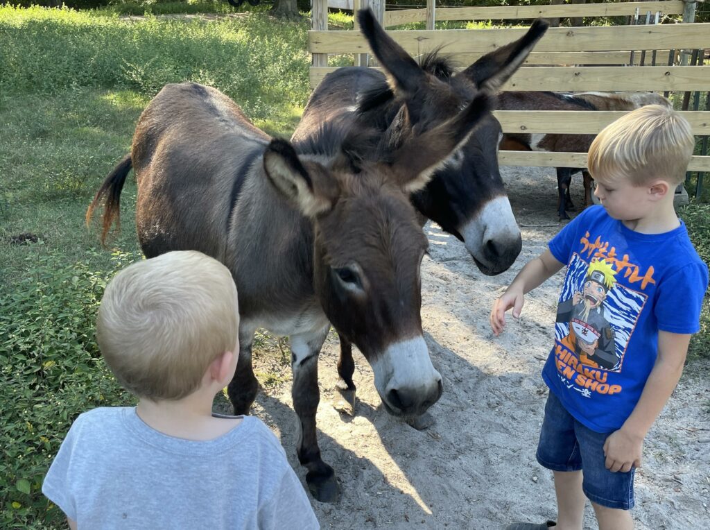 Two boys with two donkeys