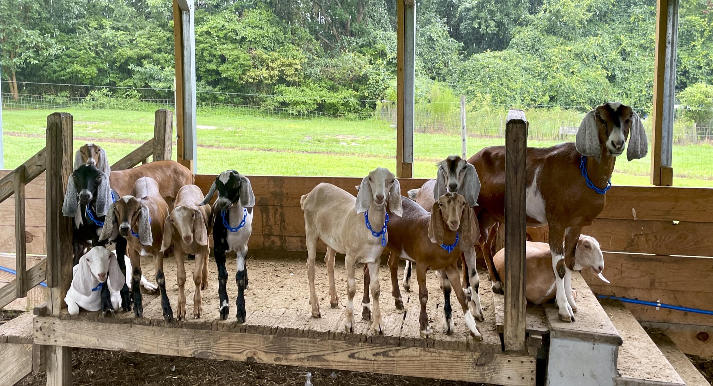 Goats on Porch